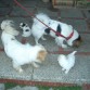 Rocky y Nube con 2 de los cachorros